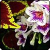 Streptocarpus Nerys & Coleus Brilliant