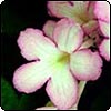 Streptocarpus Nia Flower