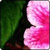 Streptocarpus Something Special