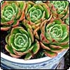  Sempervivum 