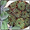  Sempervivum No 2 