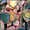 Succulents