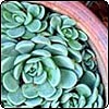 Succulent Symmetry