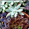 Assorted Succulents