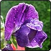  Sweet Peas 