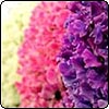 Sweet Pea Flowers