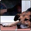 An Old Dog
