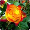 Tequila Sunrise Rose