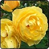 Late Roses