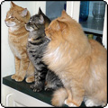 Moosey Cats Update 