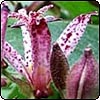 Autumn Flower Colour
