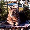 Tree Stump Garden Cat