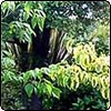  Foliage 