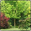 Green Trees