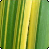 Carex trifida