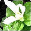 Trillium