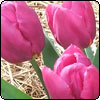 Tulip Troubles