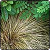  Tussock Grass 
