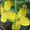  Epimediums 