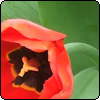Island Bed Tulips