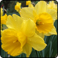 Bright Yellow Daffodils