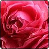Rosarium Uetersen