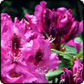 Uncle Bert's Rhododendron