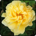 Glass-House Garden Roses
