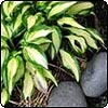 Hosta Gardens