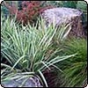 Variegated Japanese Iris