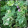  Variegated Mallow 
