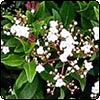 Viburnum Tinus