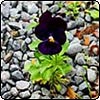  Viola In The Driveway 