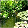 Four Winds Water Garden Plants