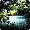 The Pond