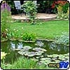 Lilies Water Garden