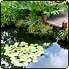 Water Lilies & Gunnera