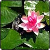 Water Lily