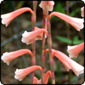 Apricot Watsonias