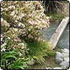 Shrubs in the Pink