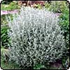 Taming Teenage Shrubs