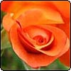 Westerland Rose