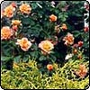 Westerland Fragrant Rose