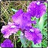 Blue Iris