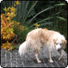  Garden Ambience for Dogs 