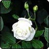 White Astrid Rose