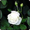  White Astrid Rose 