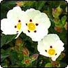 Duck Lawn Shrubs