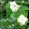 Clary Sage