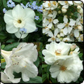  White Delights 